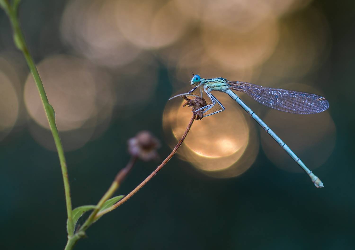 , Чепленко Алексей
