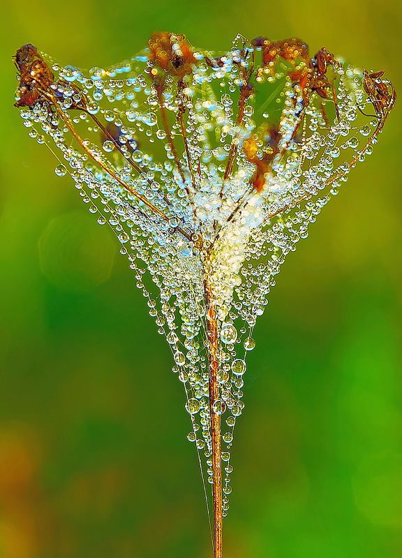 лето, утро, роса, паутина, травинки Утренние росы фото превью