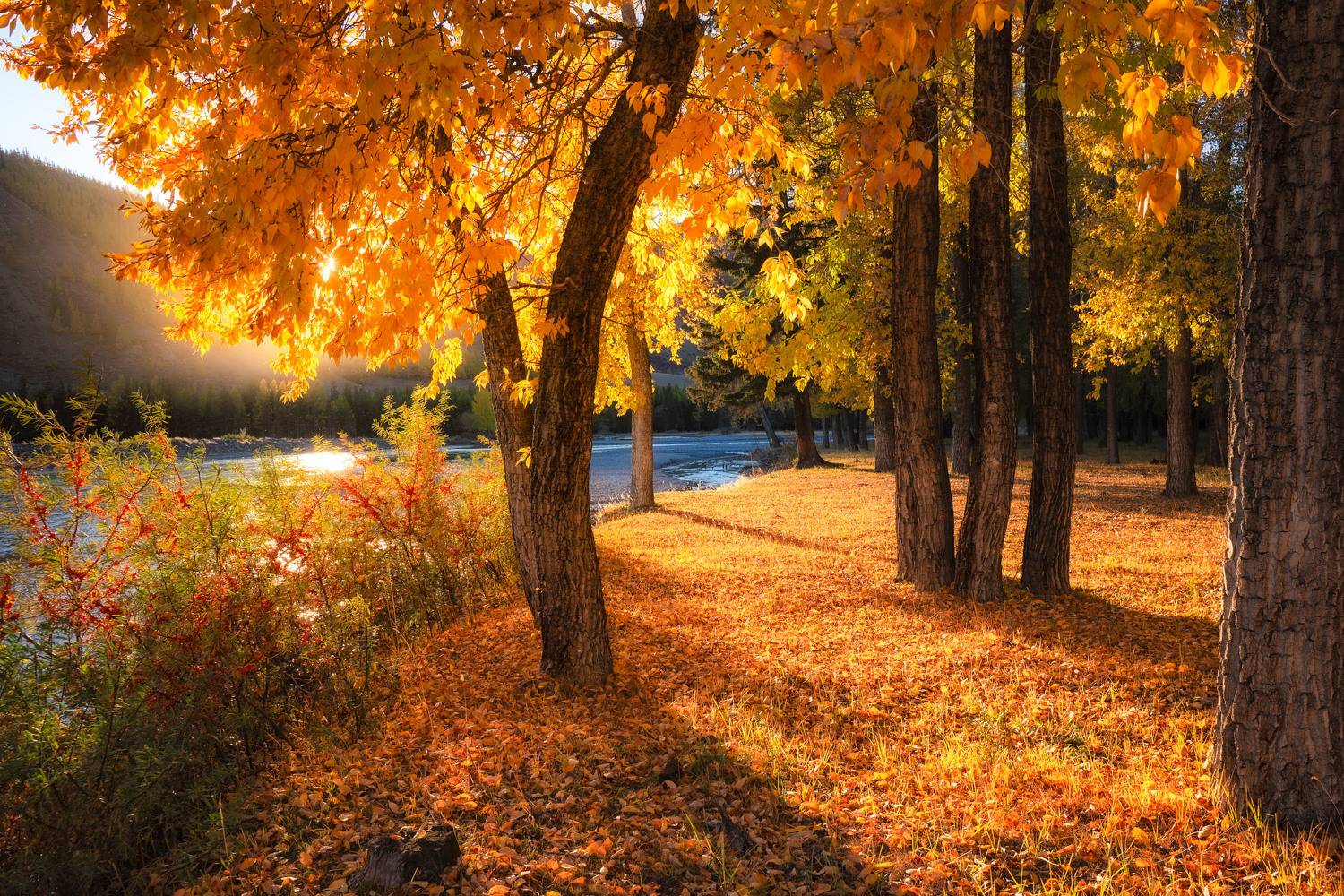 altay, lake, mirror, water, landscape, autumn, trees, outdoor, Алексей Вымятнин