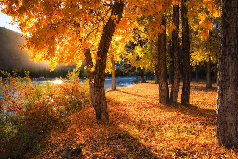 altay, lake, mirror, water, landscape, autumn, trees, outdoor *** фото превью