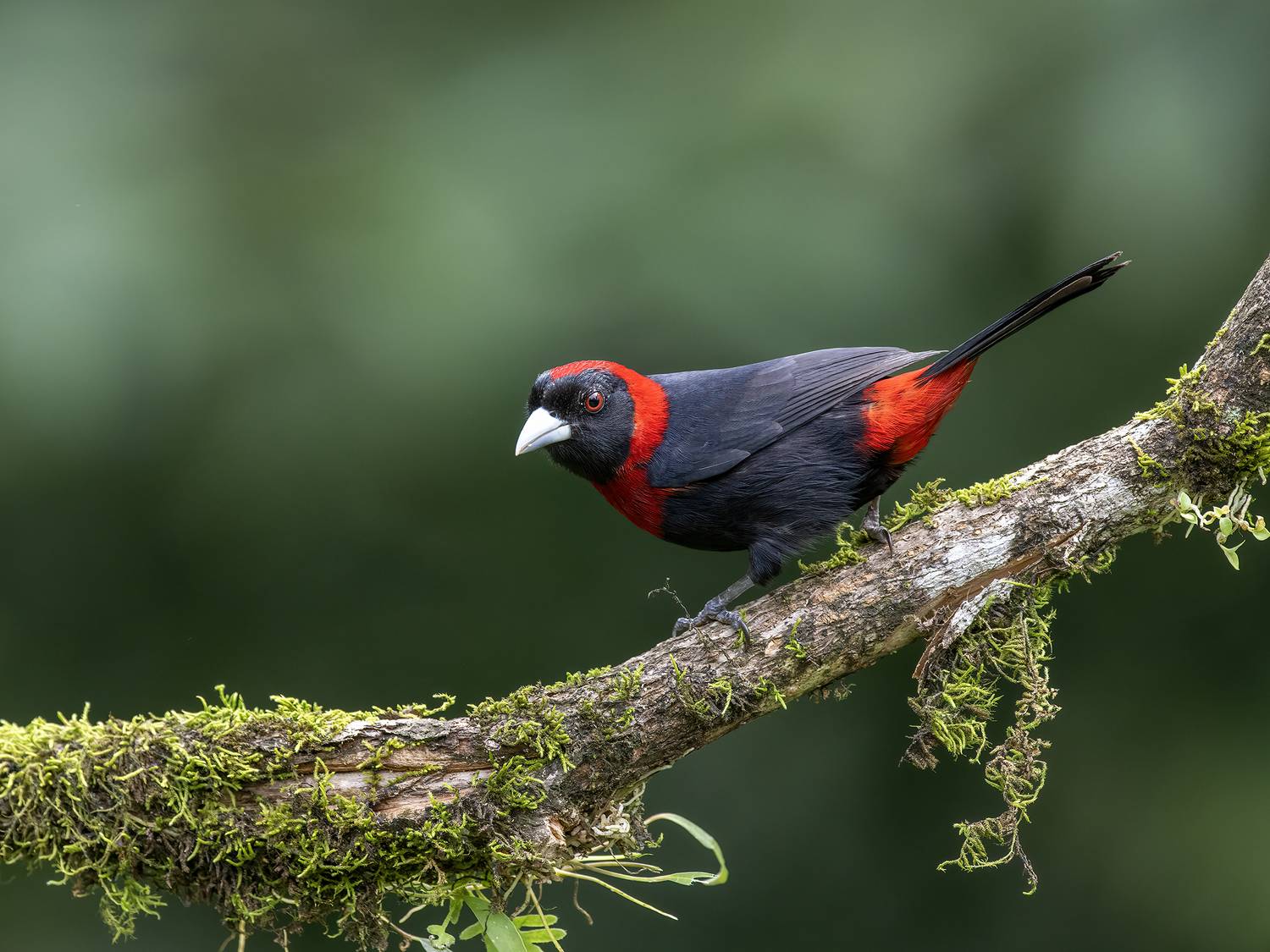 , Fernando Burgalin Sequeira