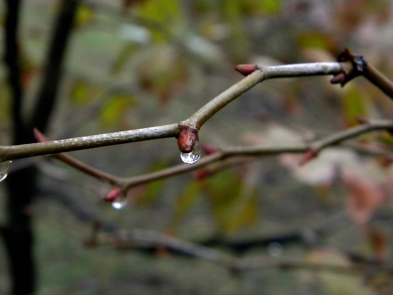 , Савоцкий Роман