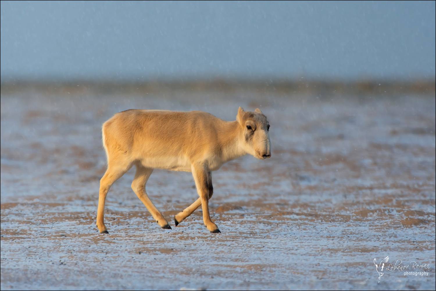 , Лобанов Роман