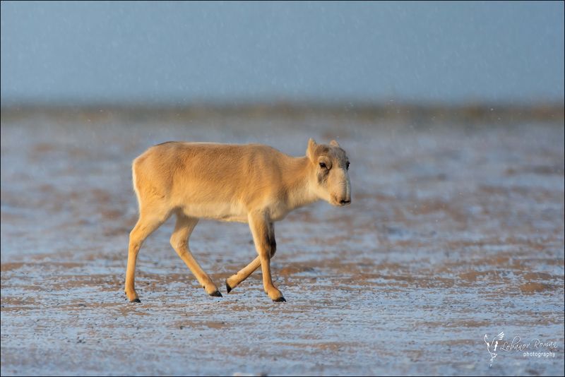 Снег в степи ...  фото превью