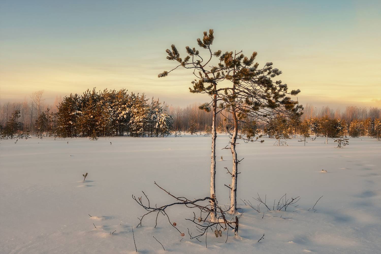 зима, январь, снег, мороз, деревья, сосны, вечер, Вера Ра