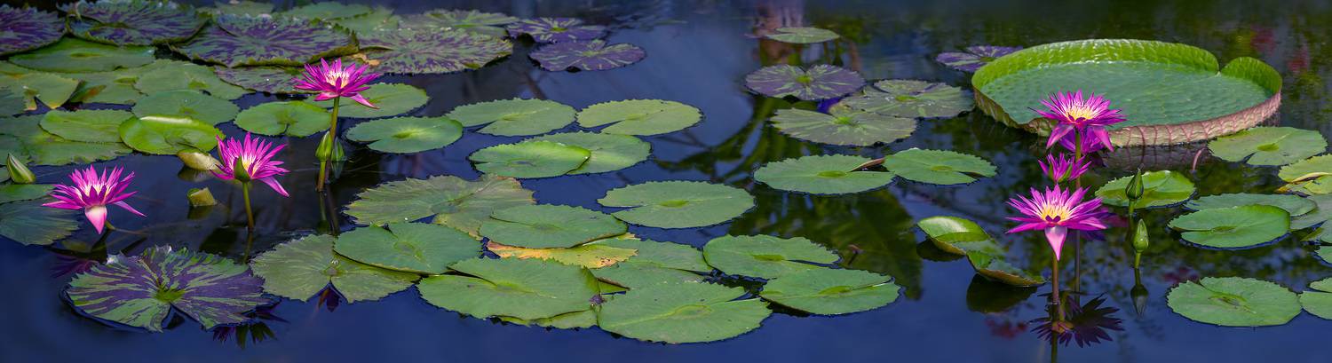 Amazon lilly, Lotus Garden, Gubski Alexander