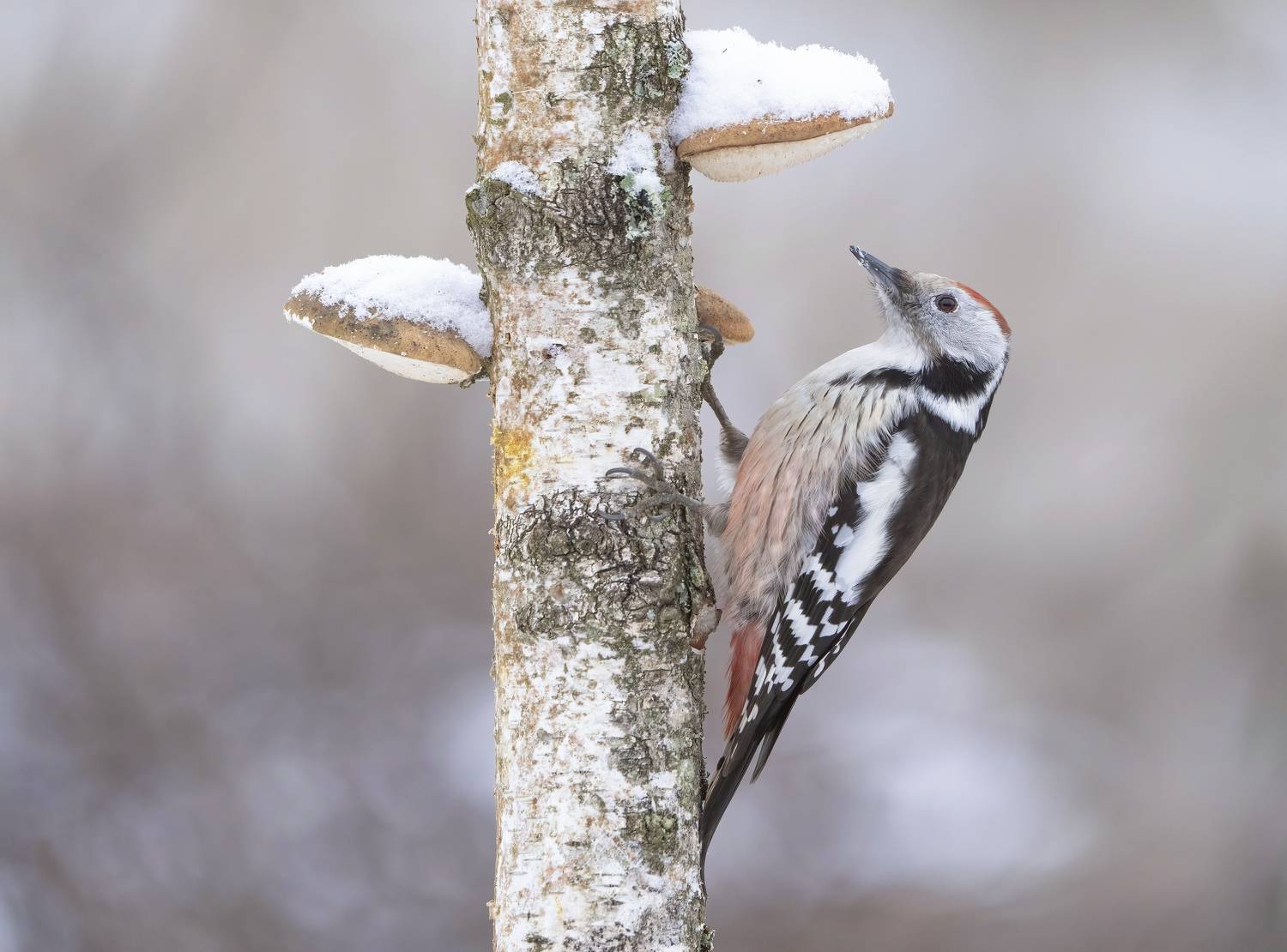 птицы,природа, зима, Андрей Киселёв