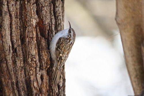 Пищуха обыкновенная