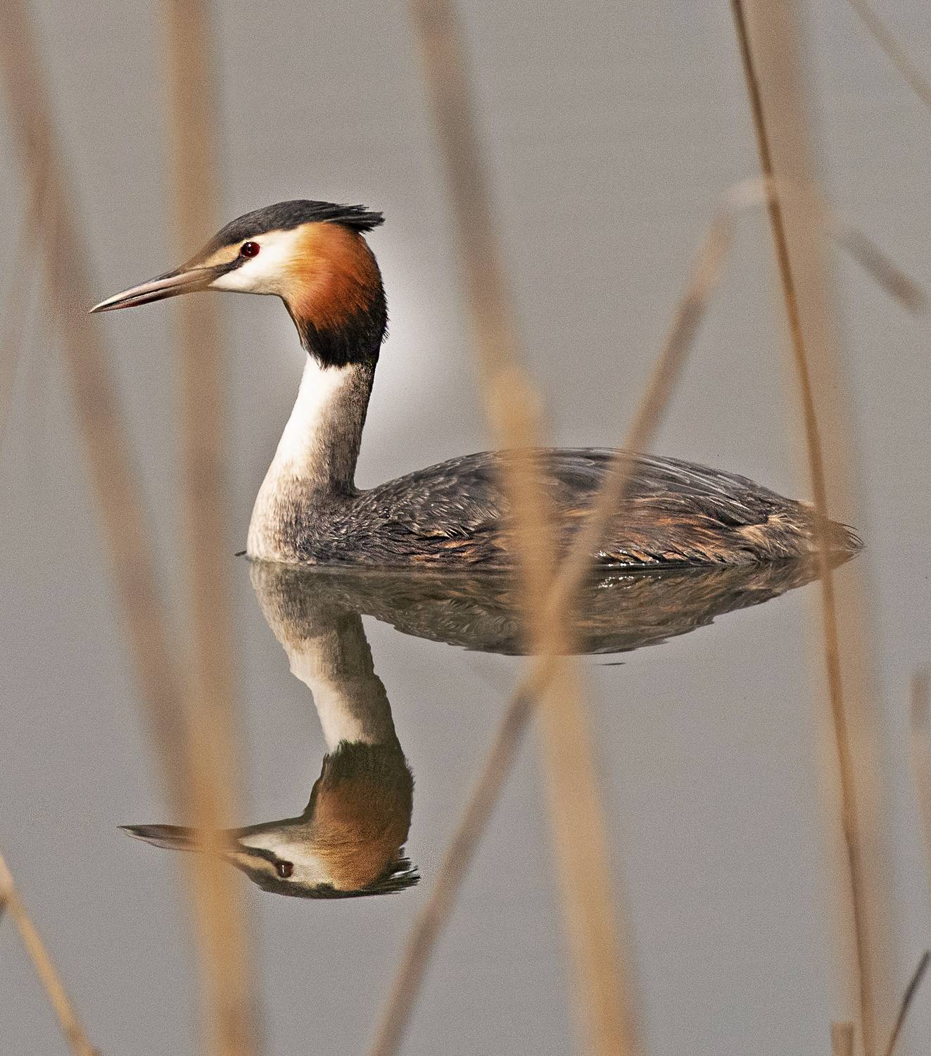 чомга, Lena Gurdina