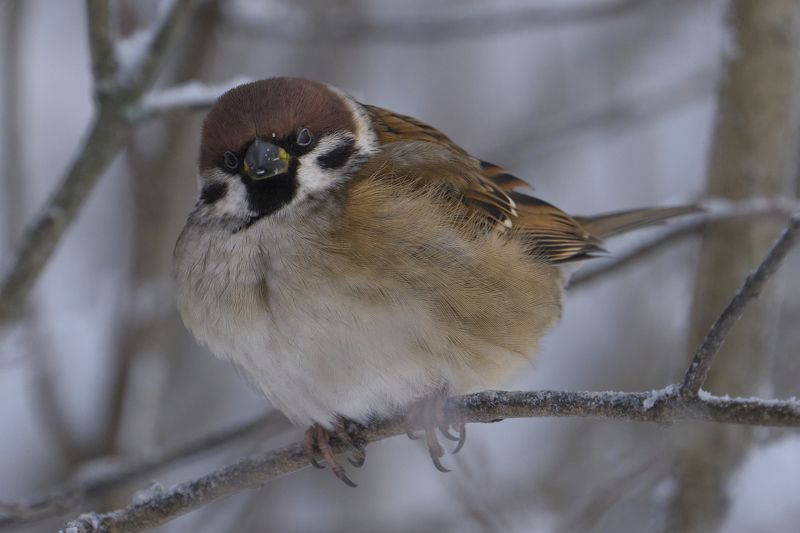 Tree Sparrow фото превью