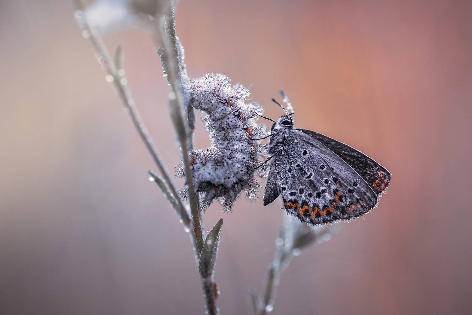 , Лапшина Владлена