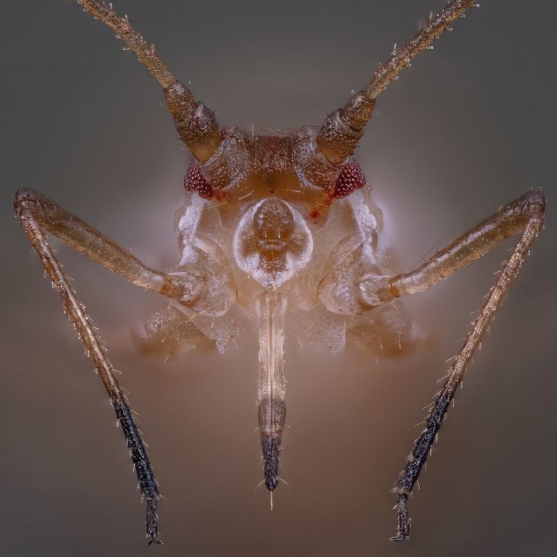 hemiptera, aphidoidea, aphid,тля, amaro portretas Тля фото превью