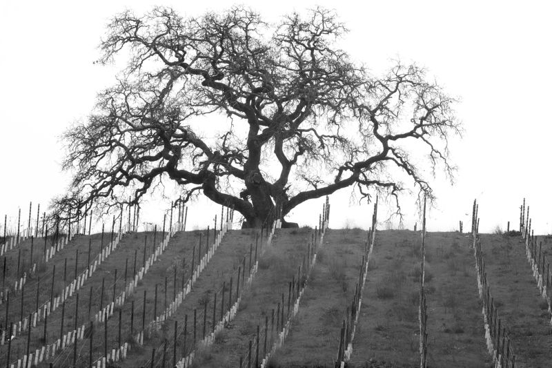 b/w perspective Sonoma Winter bw фото превью