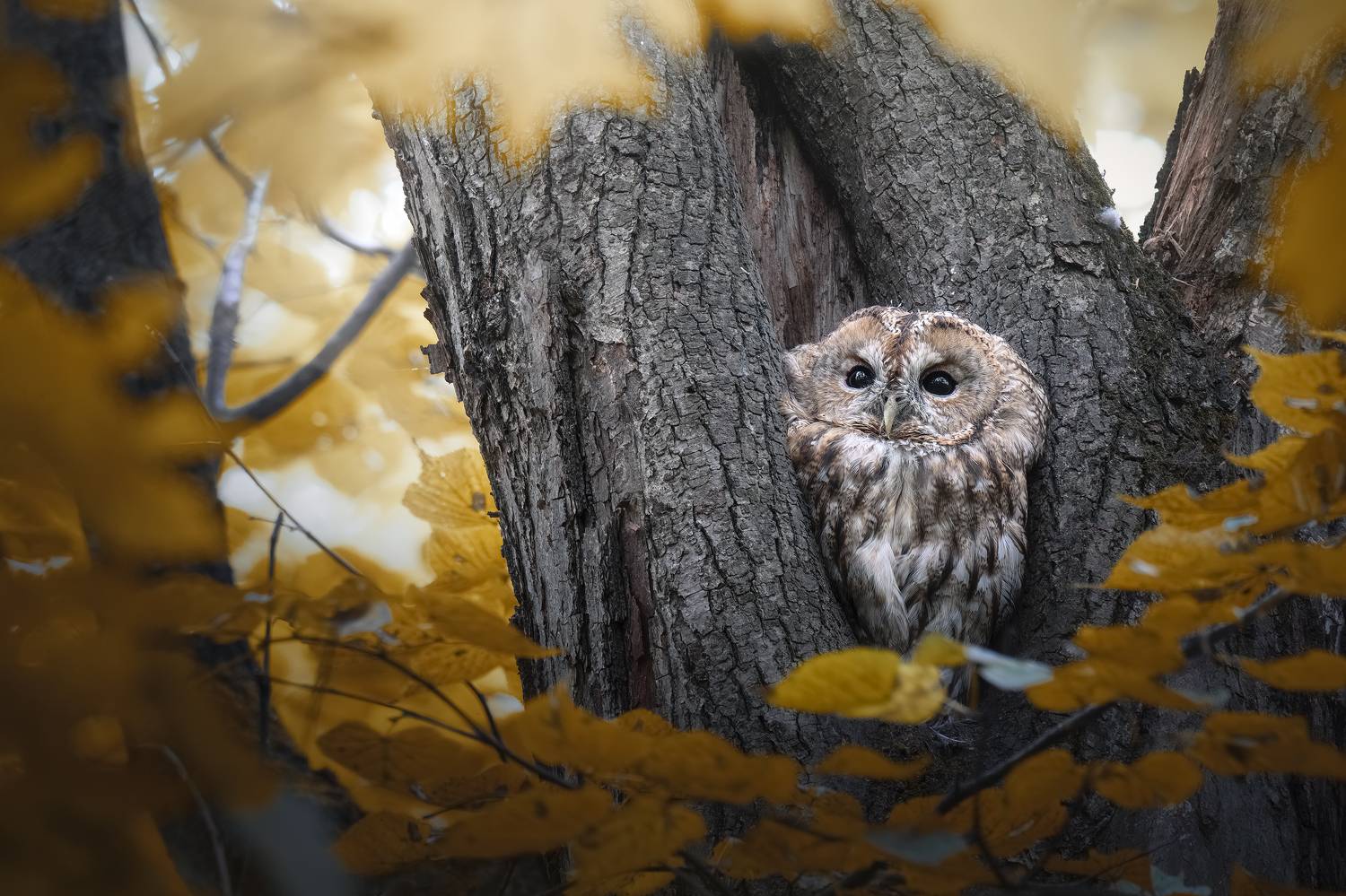 , Поляков Михаил