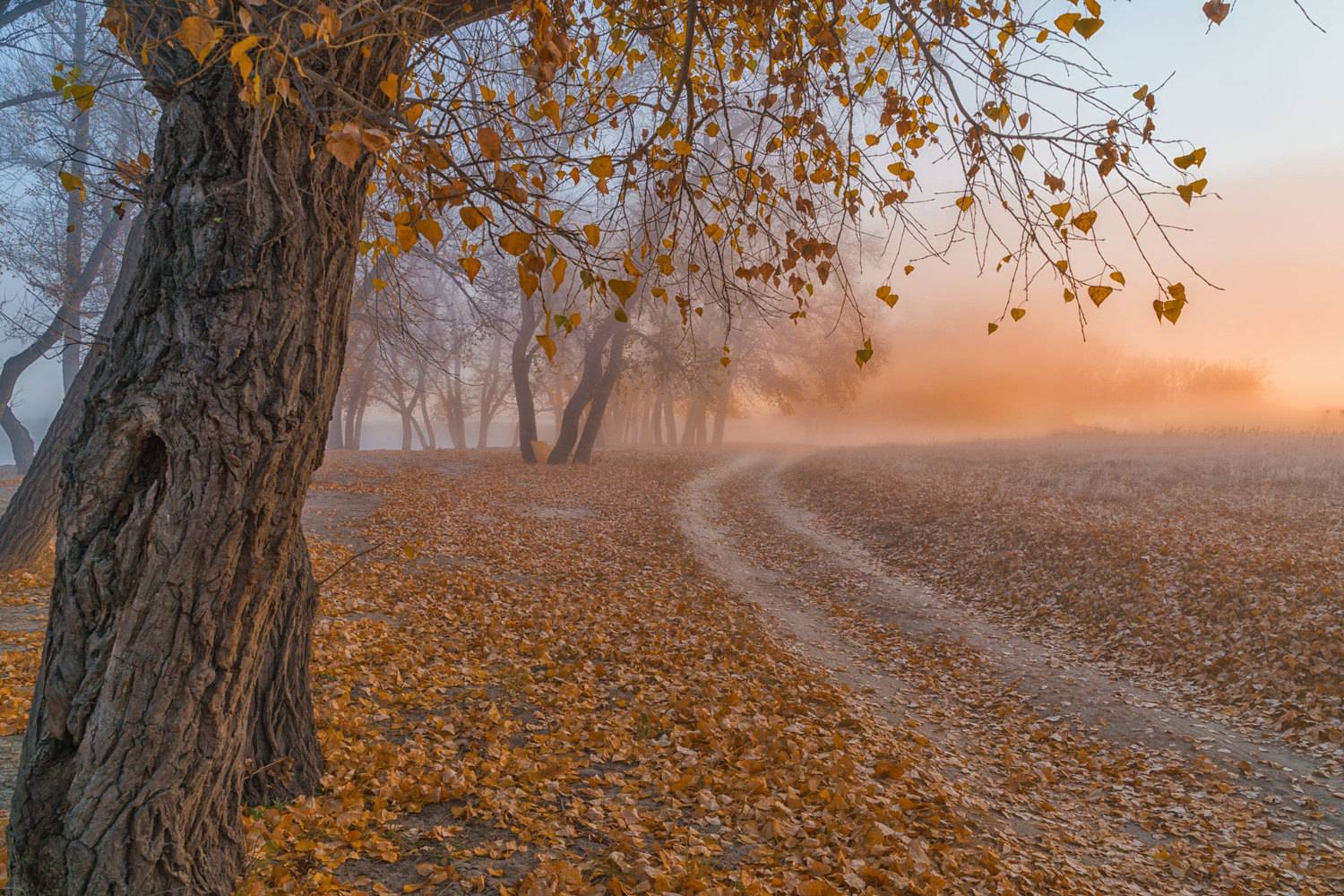 осень, пейзаж,утро, рассвет, Лариса Дука