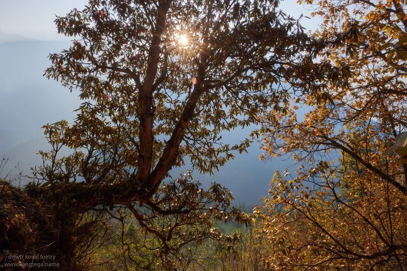 пейзажемагьё, пейзаж-как-виденье Когда Свет становится Пейзажем … фото превью