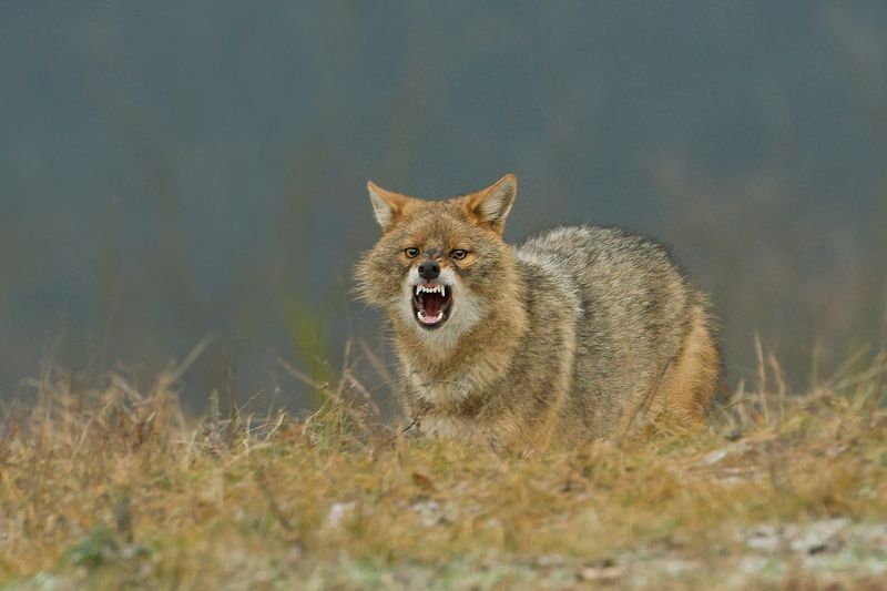 Златист чакал фото превью