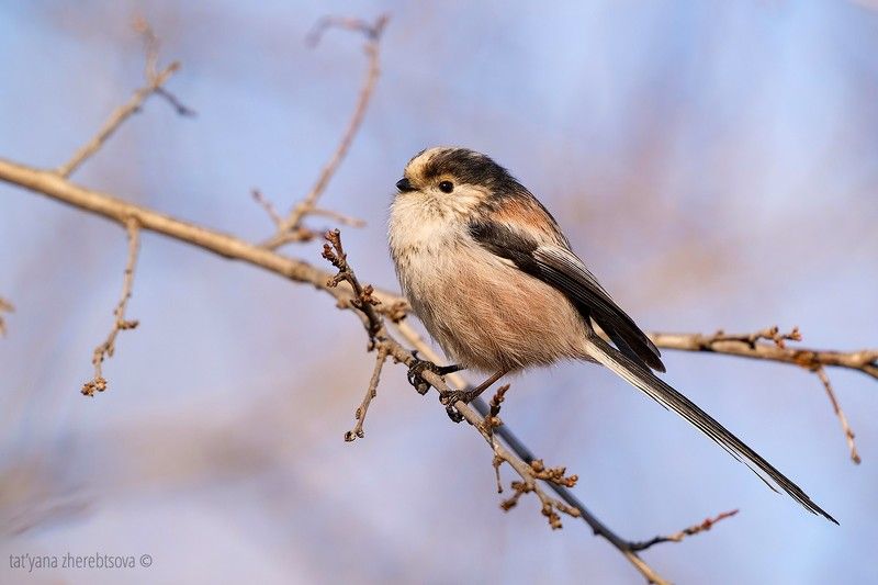 Длиннохвостая синица фото превью