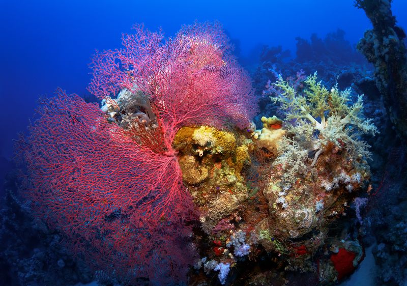 Коралловый риф. Красное море. фото превью