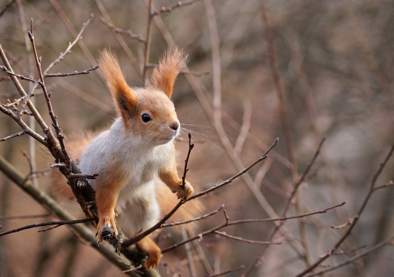 , Чепленко Алексей