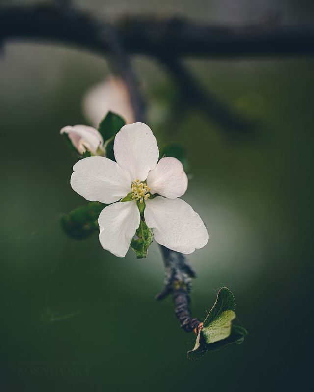 Яблоневый цвет фото превью