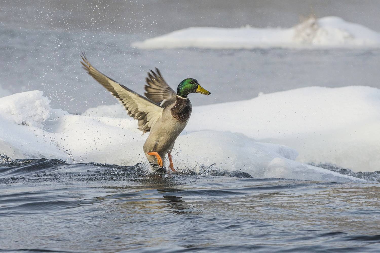 зима, январь, селезень, кряква, река упа, Михаил Агеев