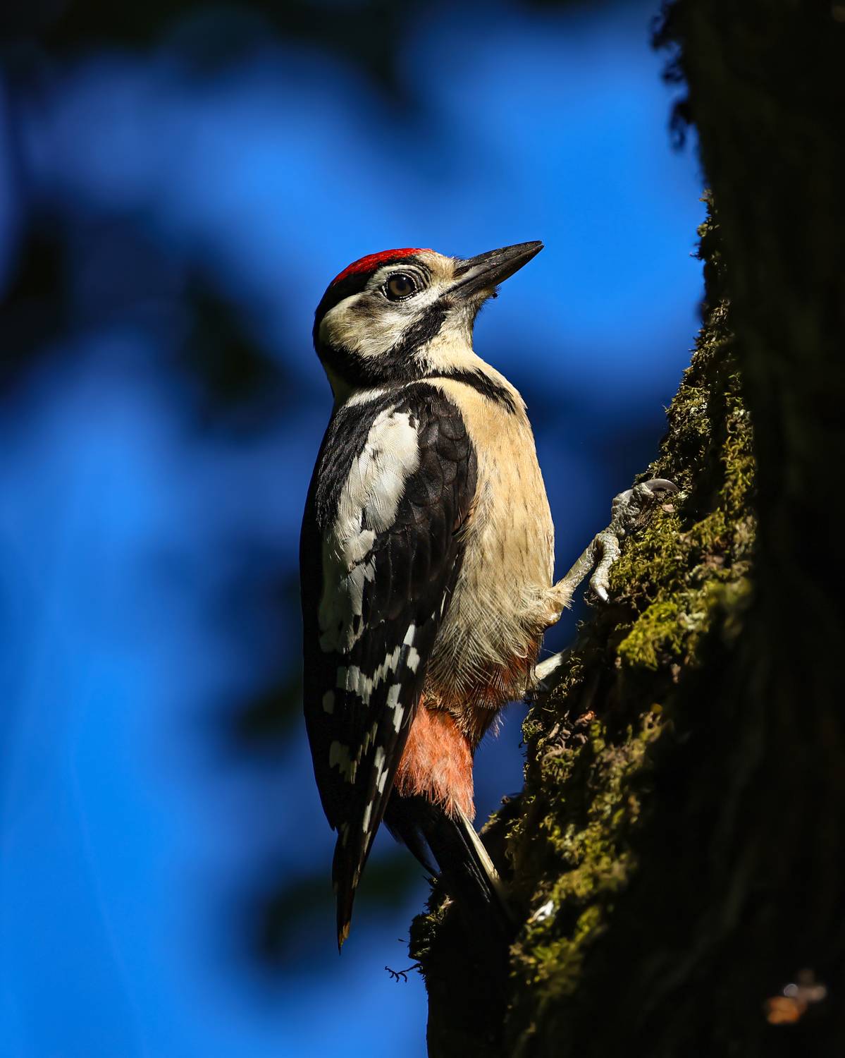 птицы, дятел, большой пестрый дятел, Руслан Pl