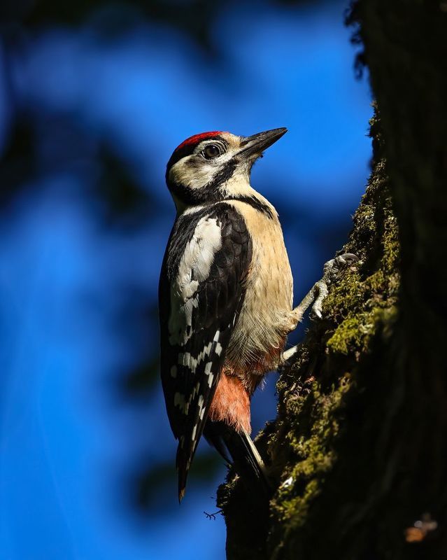 птицы, дятел, большой пестрый дятел Большой пестрый дятел фото превью