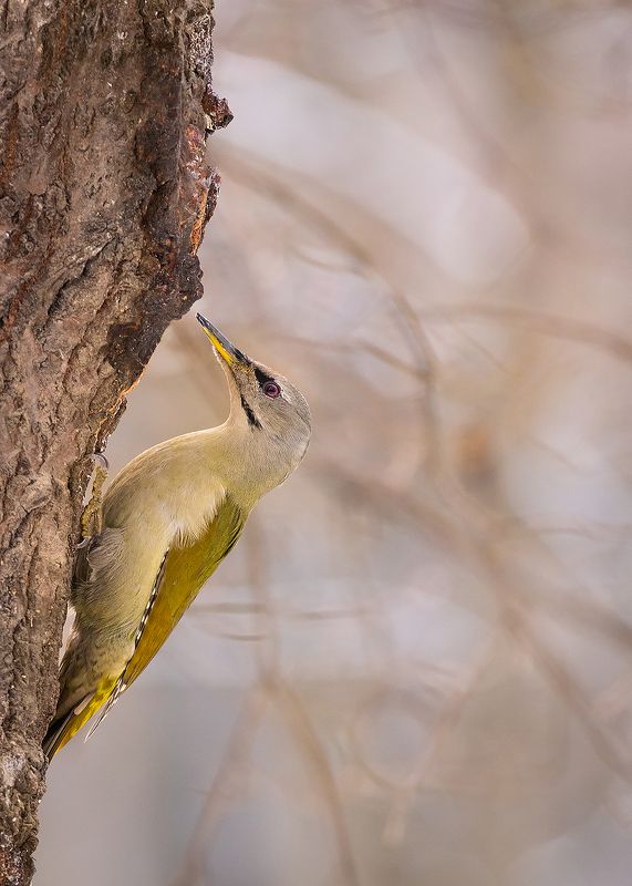 Woodpecker фото превью