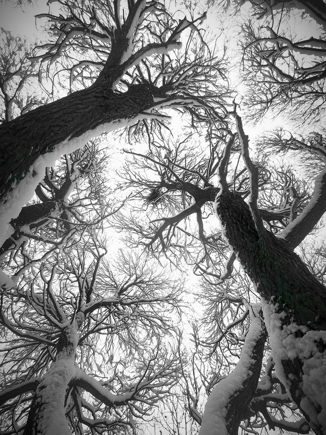 деревья, снег, зима, сказка,, Байдуков Александр