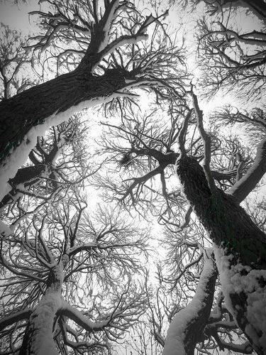 Сказочный лес