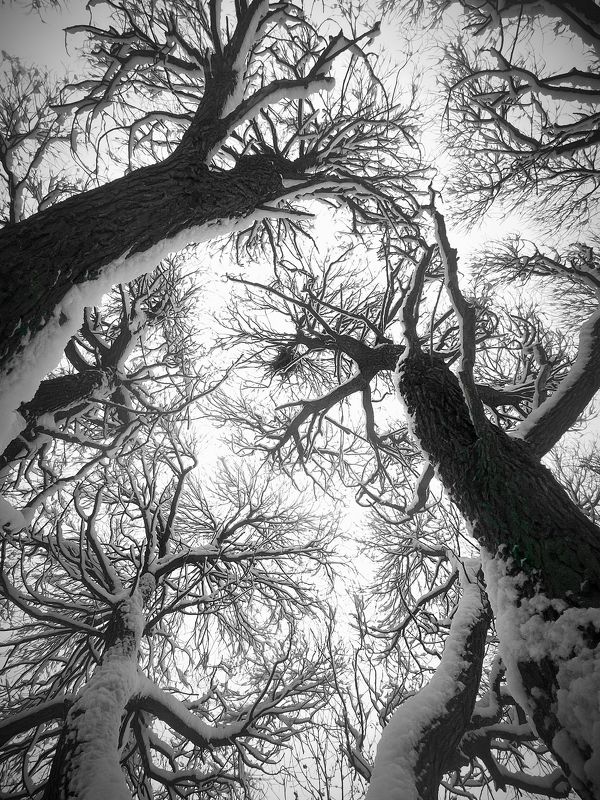 Сказочный лес фото превью