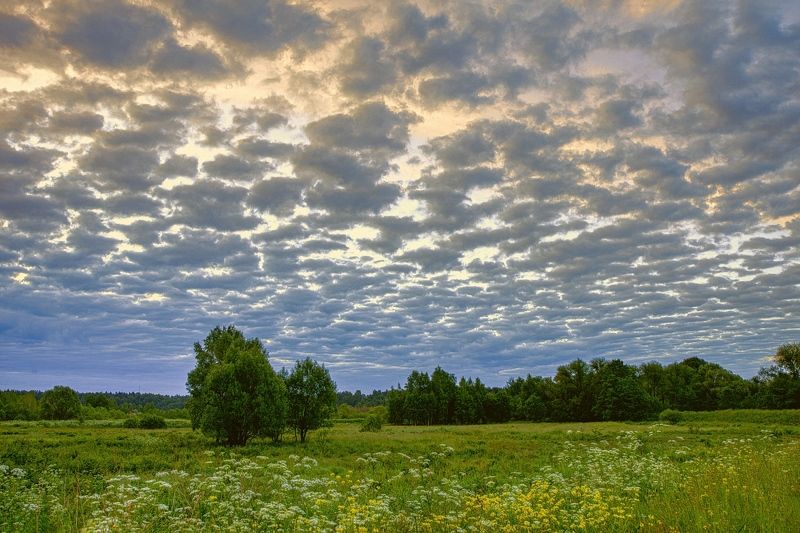 лето, утро, восход, облака, поле цветы полевые Огромное небо фото превью