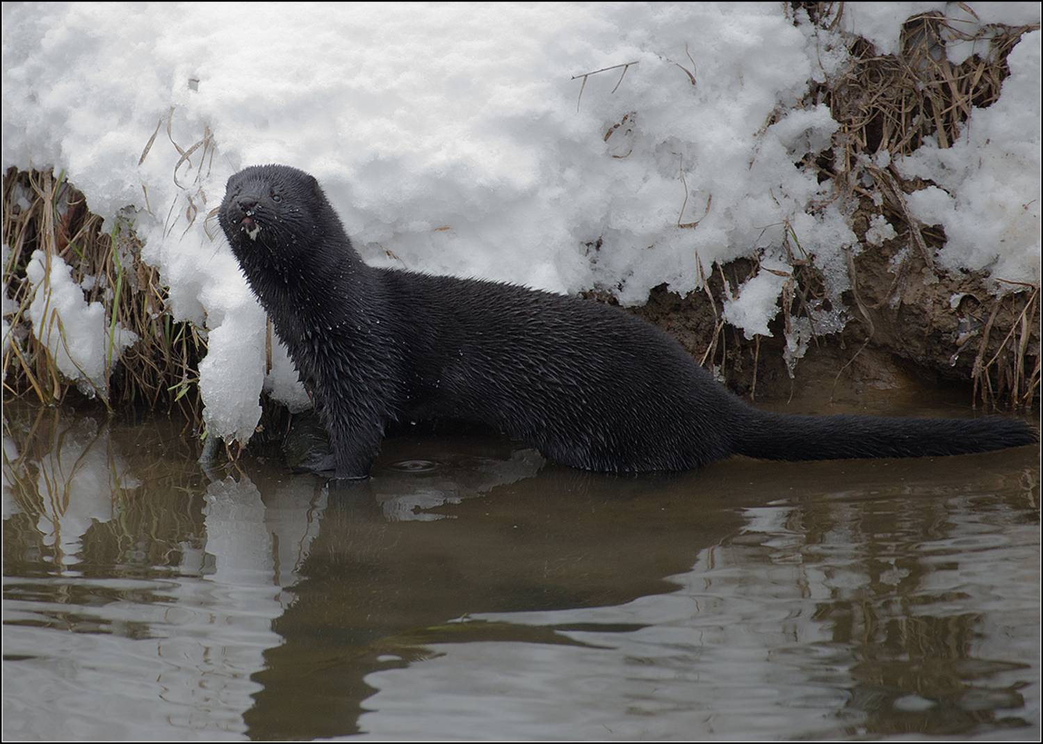 москва, зима, парк, АНАТОЛИЙ ДОВЫДЕНКО