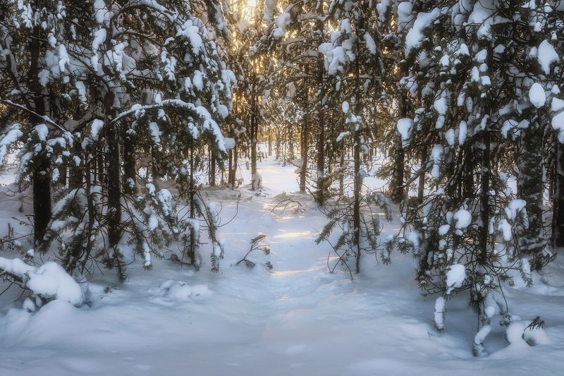 зима, январь, лес, ветки, снег, мороз, деревья, вечер Гроздья снега и лёгкий мороз фото превью