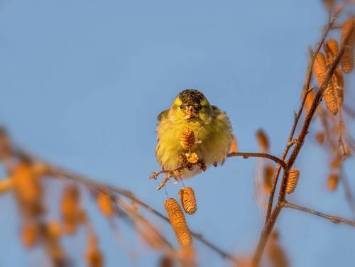 Чижики (зима) 4 ФОТО