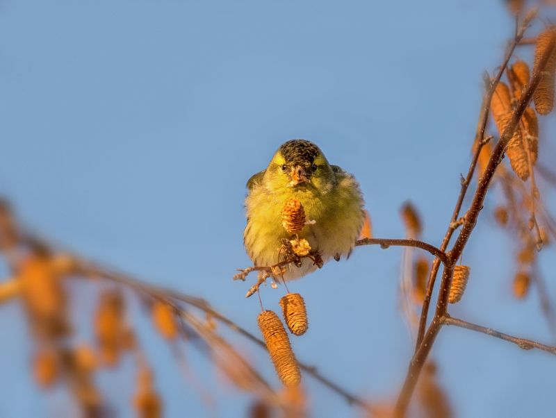 птица, чиж, зима, Чижики (зима) 4 ФОТО фото превью