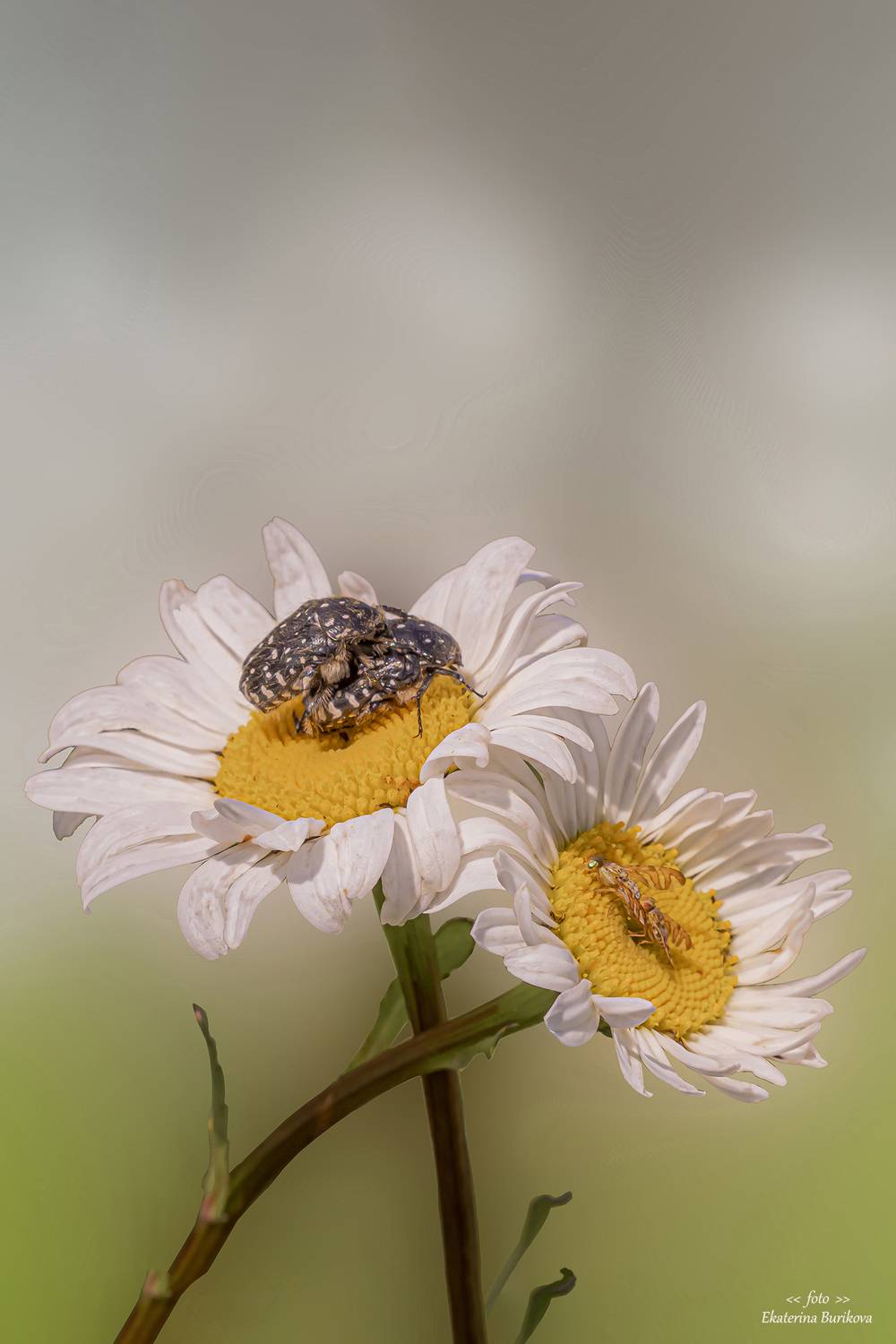 , Бурикова Екатерина