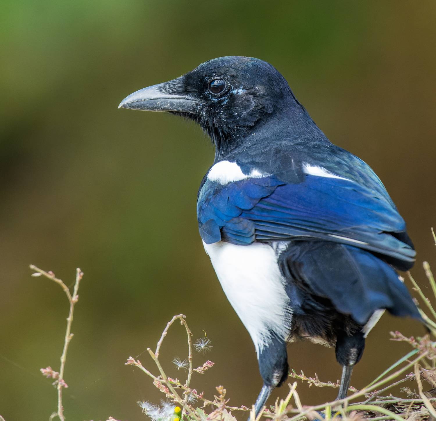 , Дэм Константин