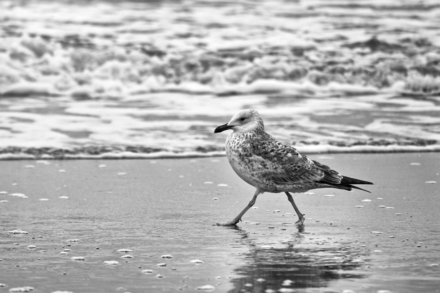 bird, птица, чайка, сизая чайка, море, балтийское море, зима, калининград, Хилько Марина