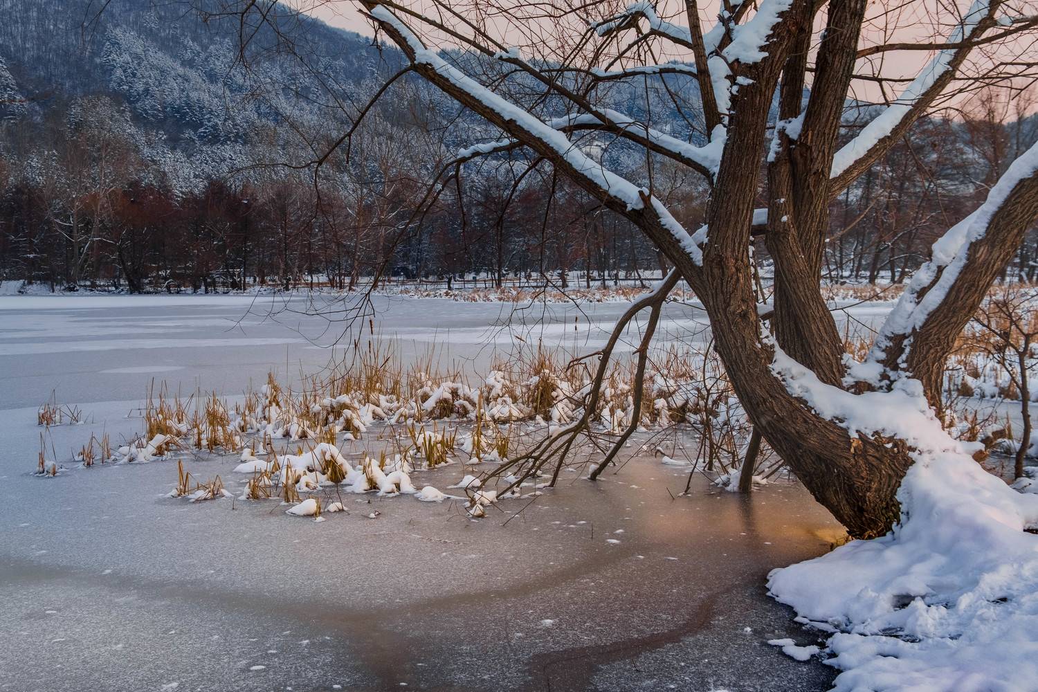 , Николов Андриян