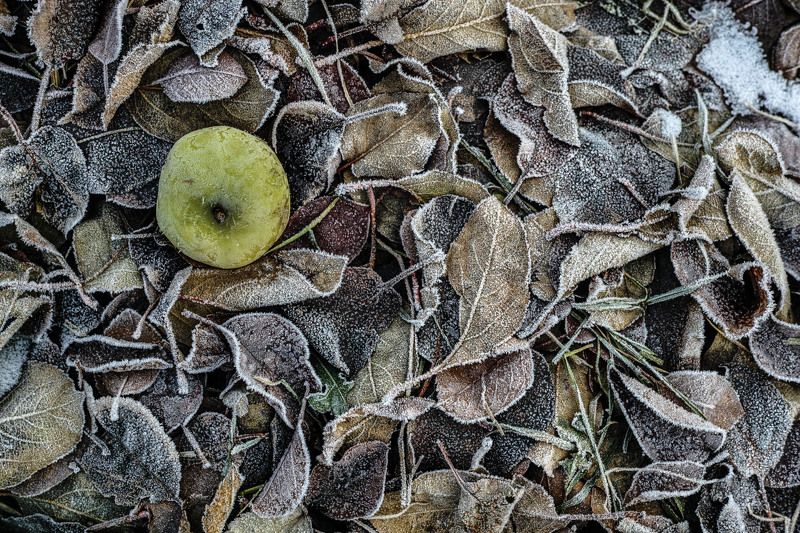 Зимнее яблоко фото превью