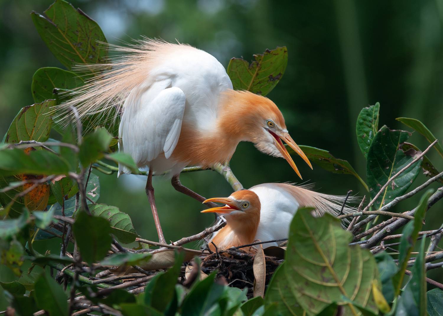 восточная египетская цапля; birs; wild; wildlife; ardea coromanda; bubulcus ibis; cattle egret; eastern cattle egret; nest, Наталья Паклина