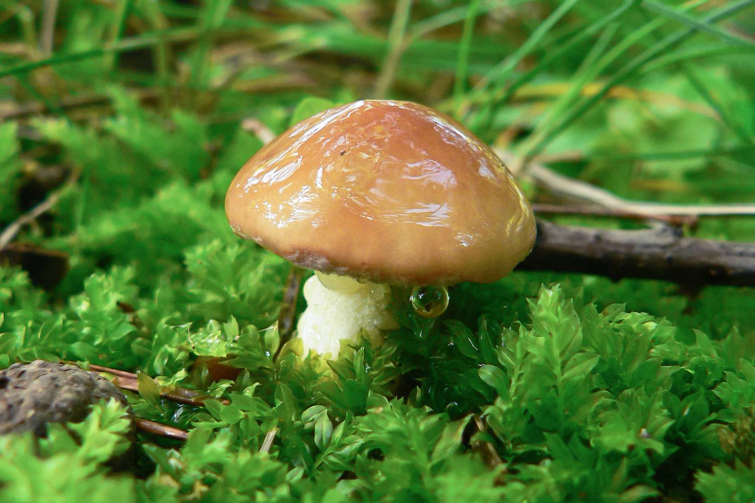 масленок, маслёнок зернистый, маслёнок летний, маслёнок ранний, suillus granulatus, КарОл