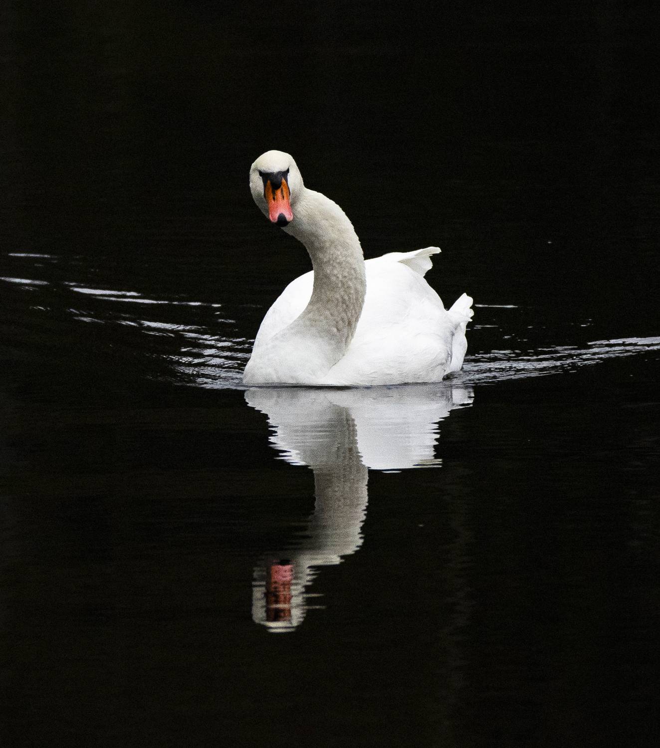 лебедь птица, Lena Gurdina