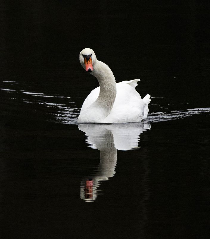 лебедь птица Лебедь-шипун фото превью
