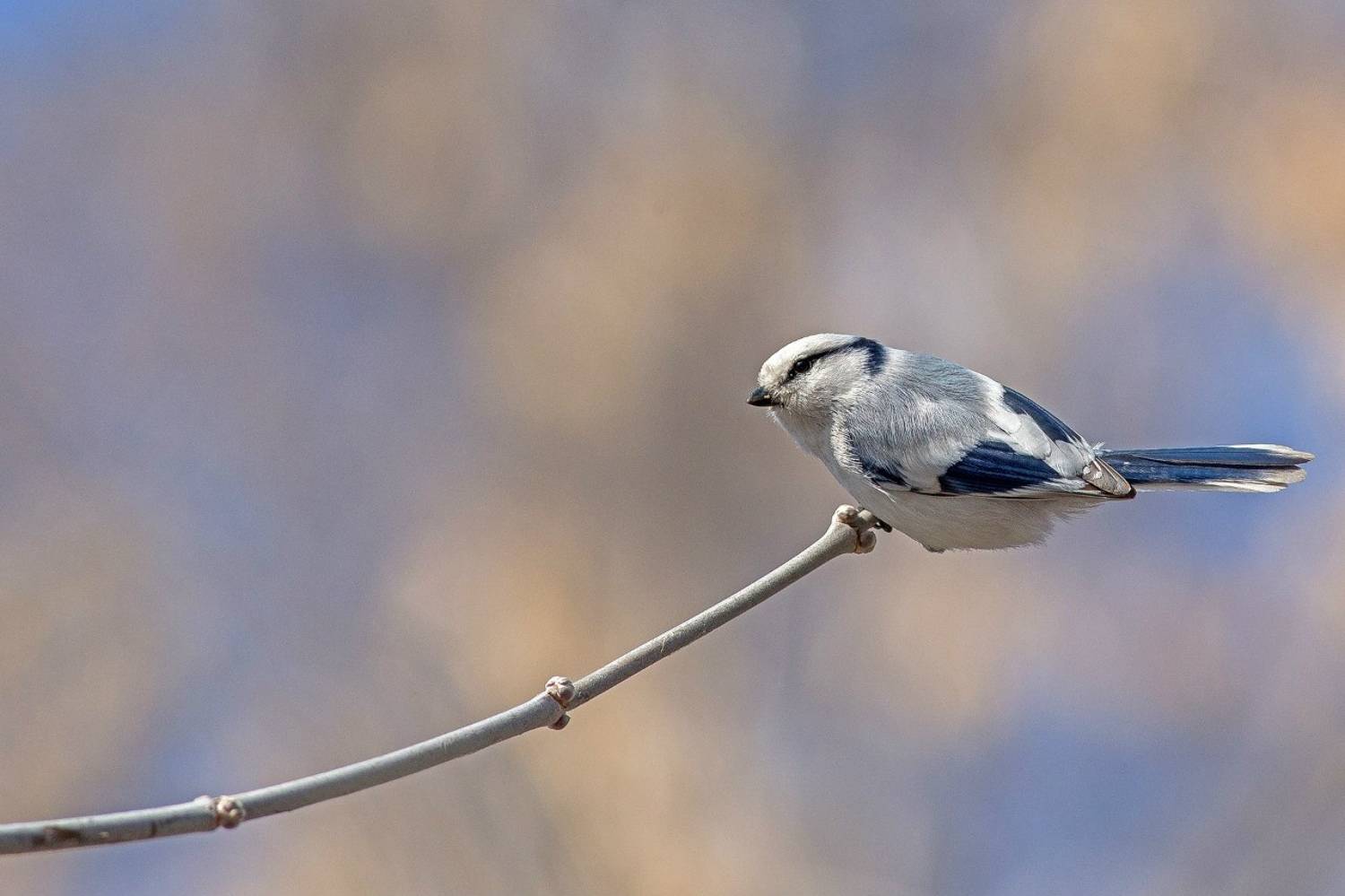 , Сосновских Вячеслав