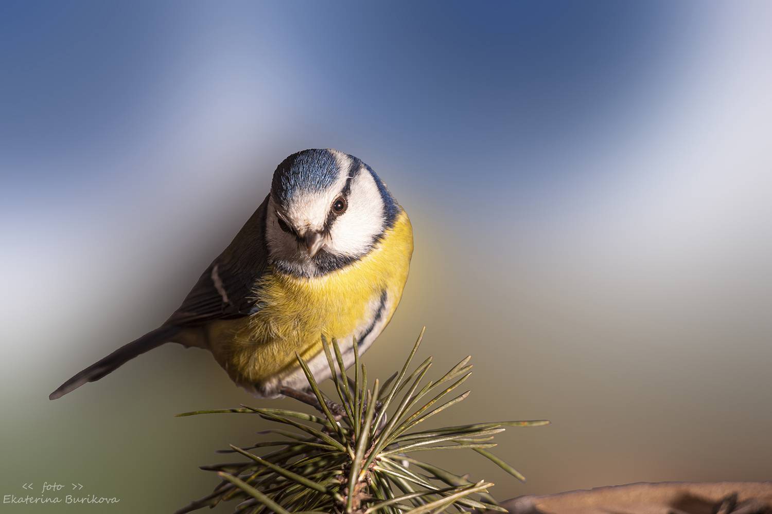 , Бурикова Екатерина