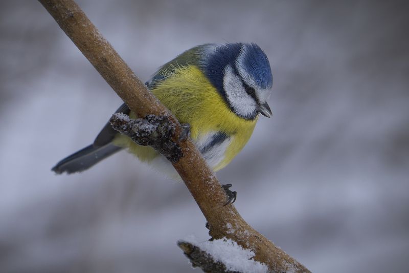 Blue Tit. фото превью