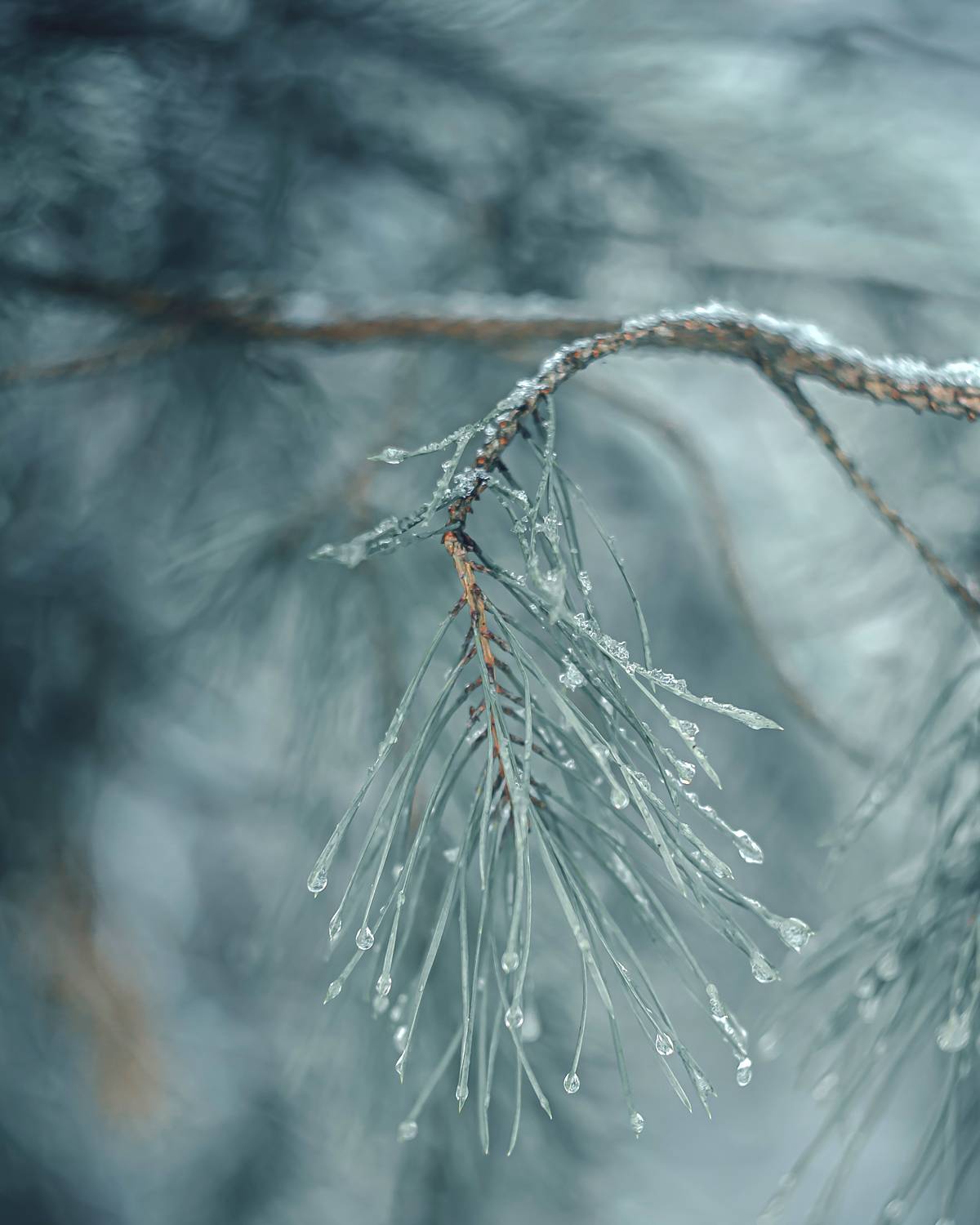 , Вайсберг Александр